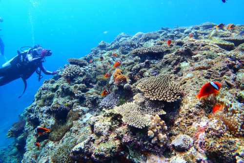 ピンクマーリンクラブ