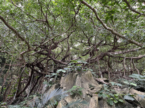 コーキ原ガジュマル群落