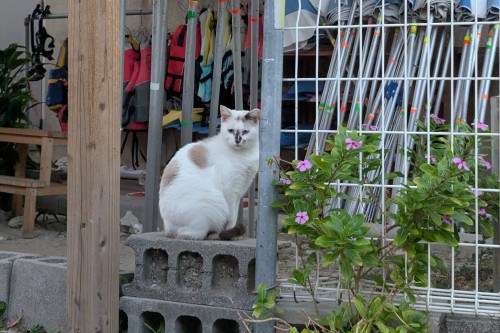 座間味地区散策（ネコウォッチング）