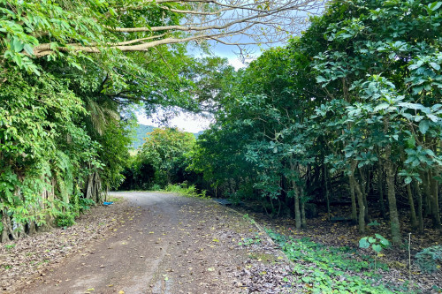 平久保サガリバナ植樹の森