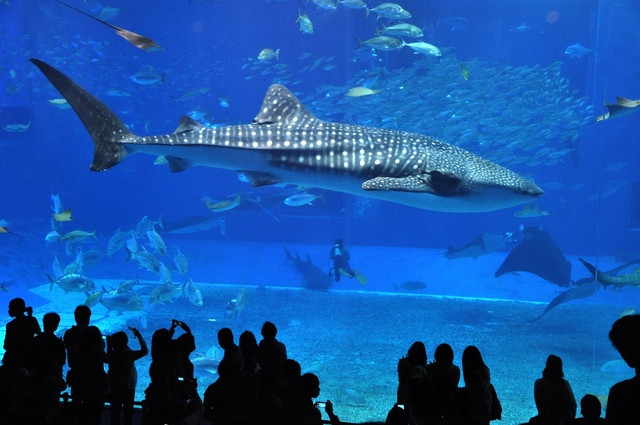 本島北部｜名護・美ら海水族館方面 | 沖縄観光情報WEBサイト おきなわ物語