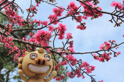 [チムのおでかけ]沖縄花のカーニバルスタート☆もとぶ八重岳桜まつりに行ってきたよ！