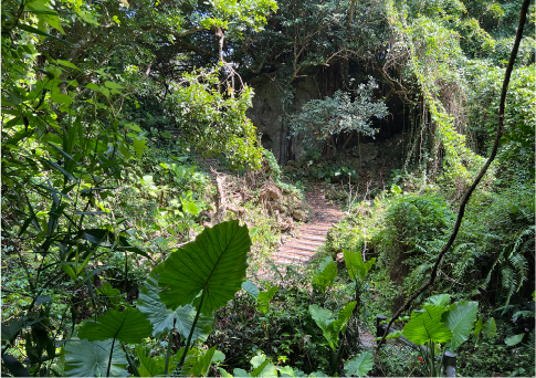 八重瀬町ガイドとホロホローの森 遊歩道をトレッキング！