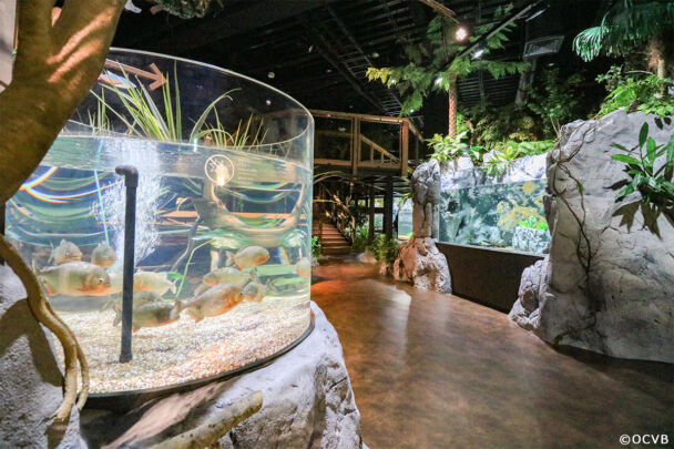 豊崎に Dmmかりゆし水族館 がオープン マハエの沖縄ダイアリー