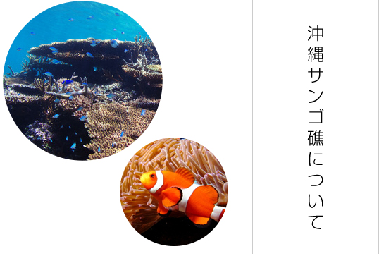沖縄サンゴ保全について