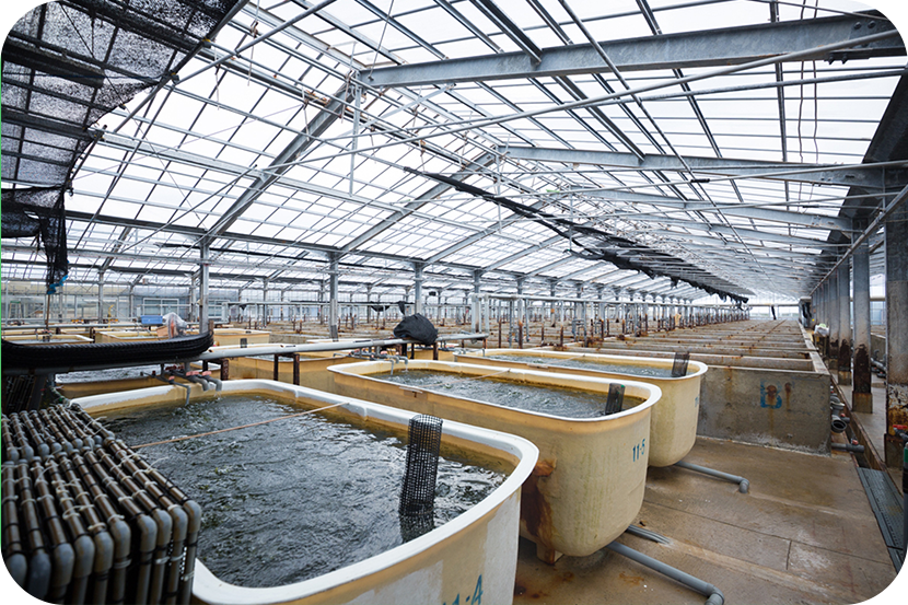 久米島海洋深層水開発海ぶどう養殖場