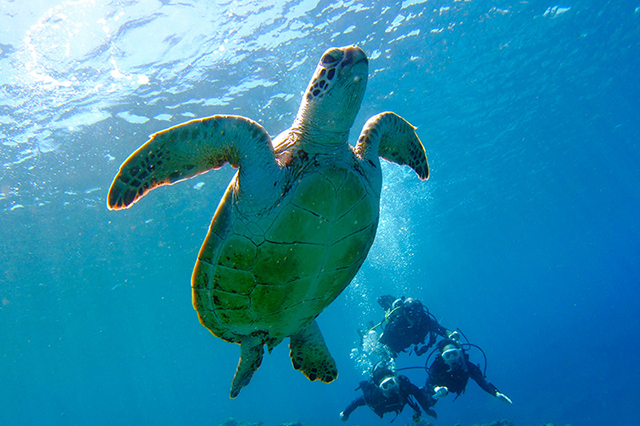 沖縄ハネムーン ウミガメとのダイビング写真