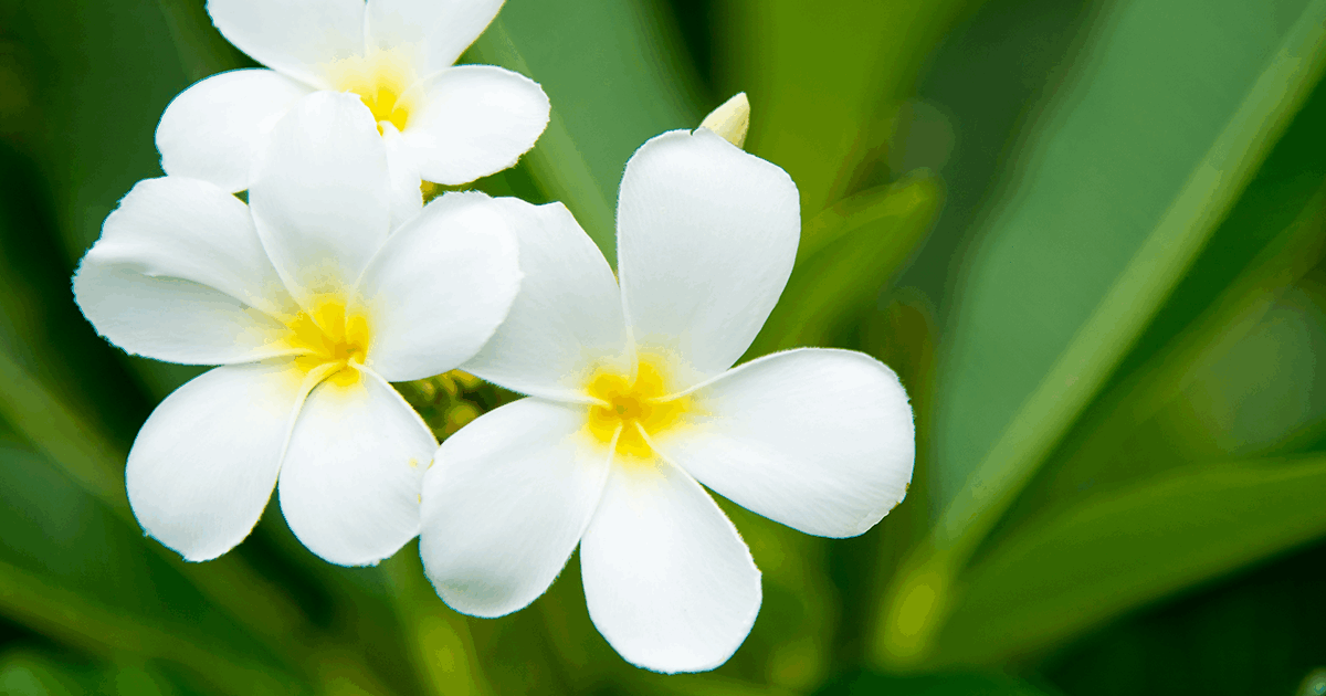 沖縄を彩る花々 Flower Trip おきなわ 特集 沖縄観光情報webサイト おきなわ物語