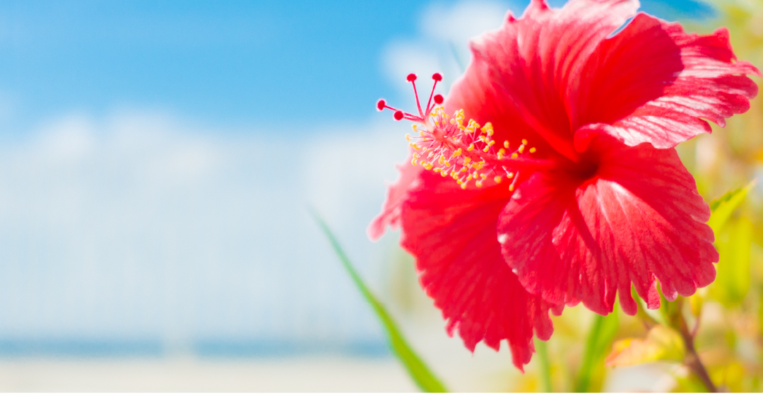 Flwer Trip おきなわ「沖縄の花々について」
