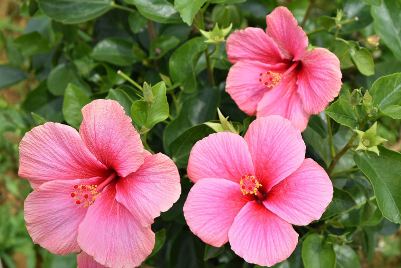 南国・沖縄の花の特徴