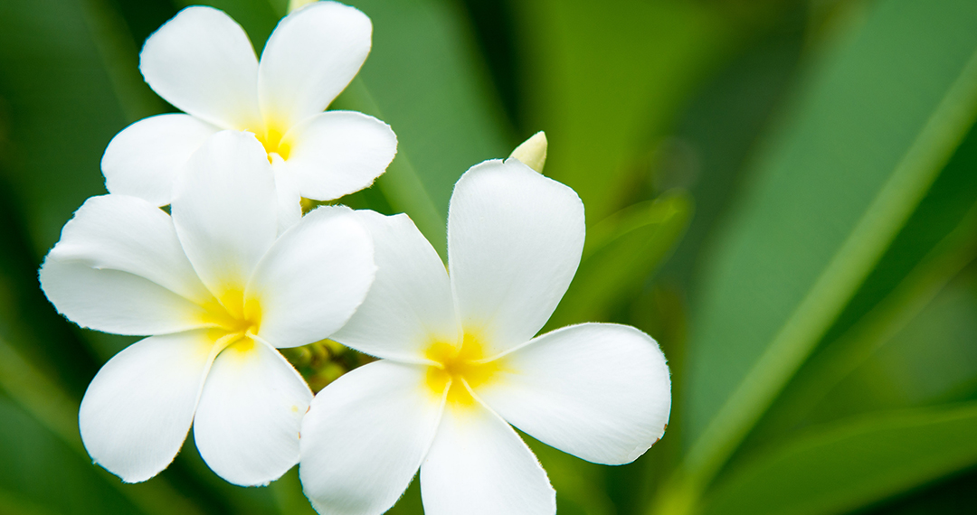 Flwer Trip おきなわ「沖縄を彩る花々」