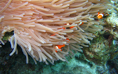 沖縄のサンゴ礁