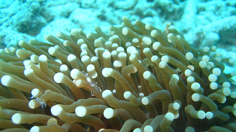沖縄のサンゴの種類