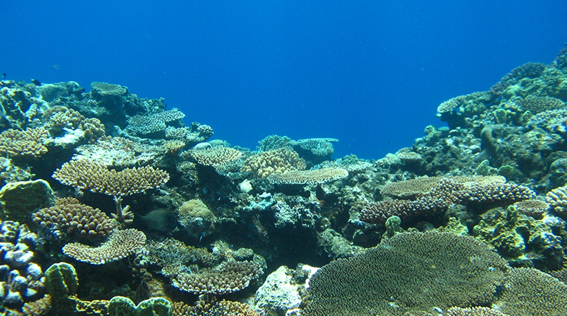 沖縄のサンゴの特性
