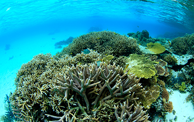 サンゴ礁の他地域との違い