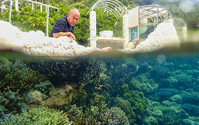 陸上のサンゴ礁